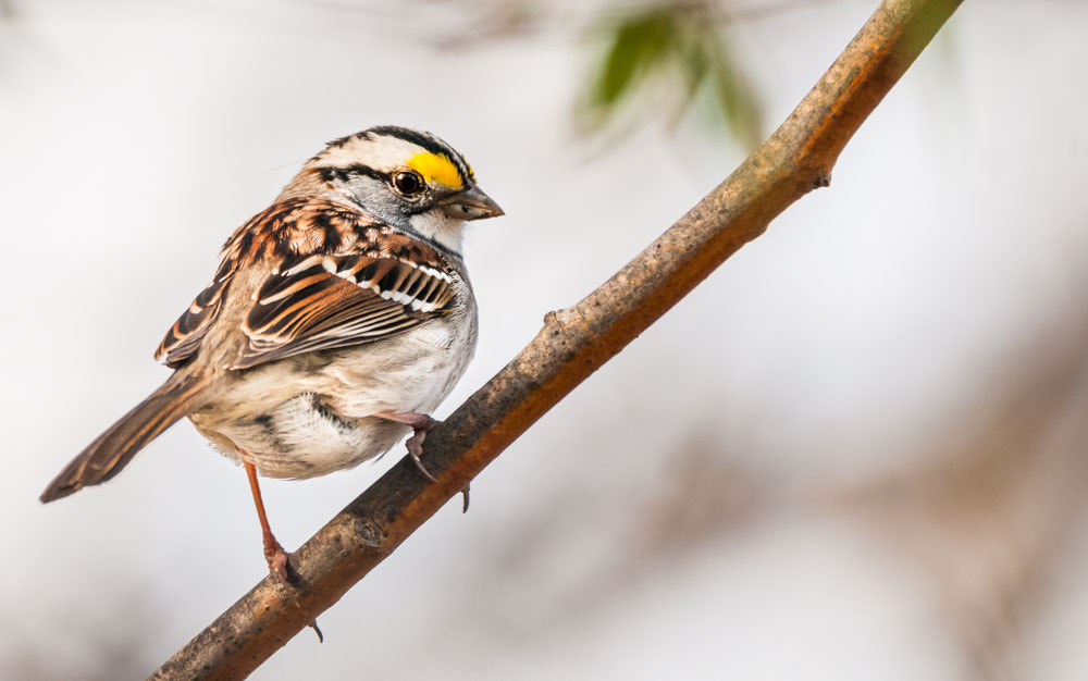 Sigma 150-600mm F5-6.3 DG OS HSM | C sample photo. White throated sparrow photography