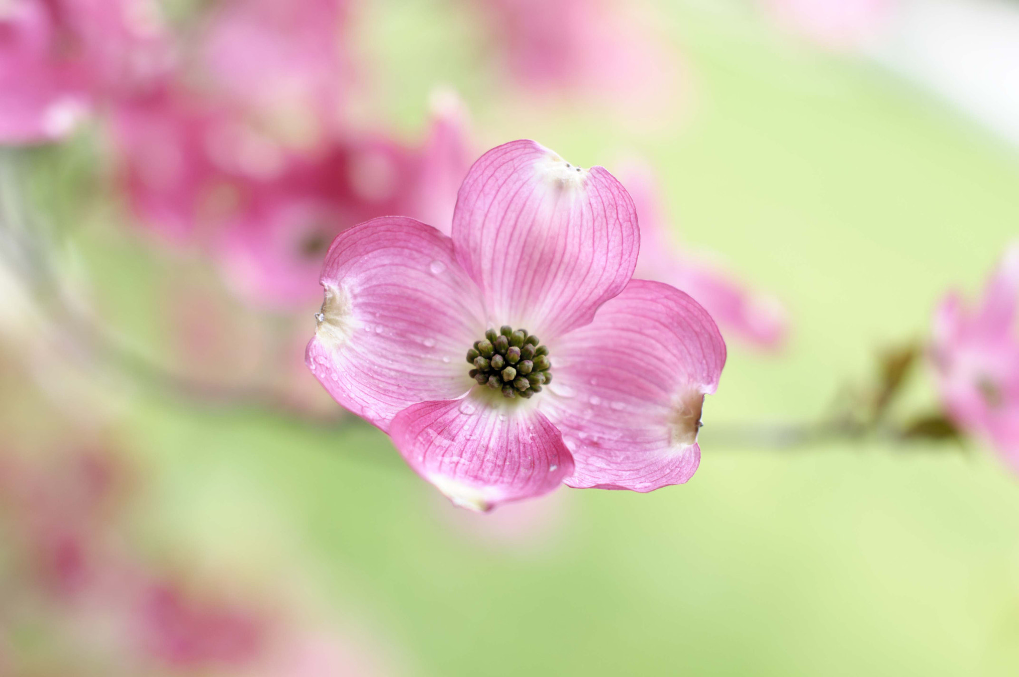 Nikon D5000 + Sigma 50mm F1.4 EX DG HSM sample photo. Dogwood photography