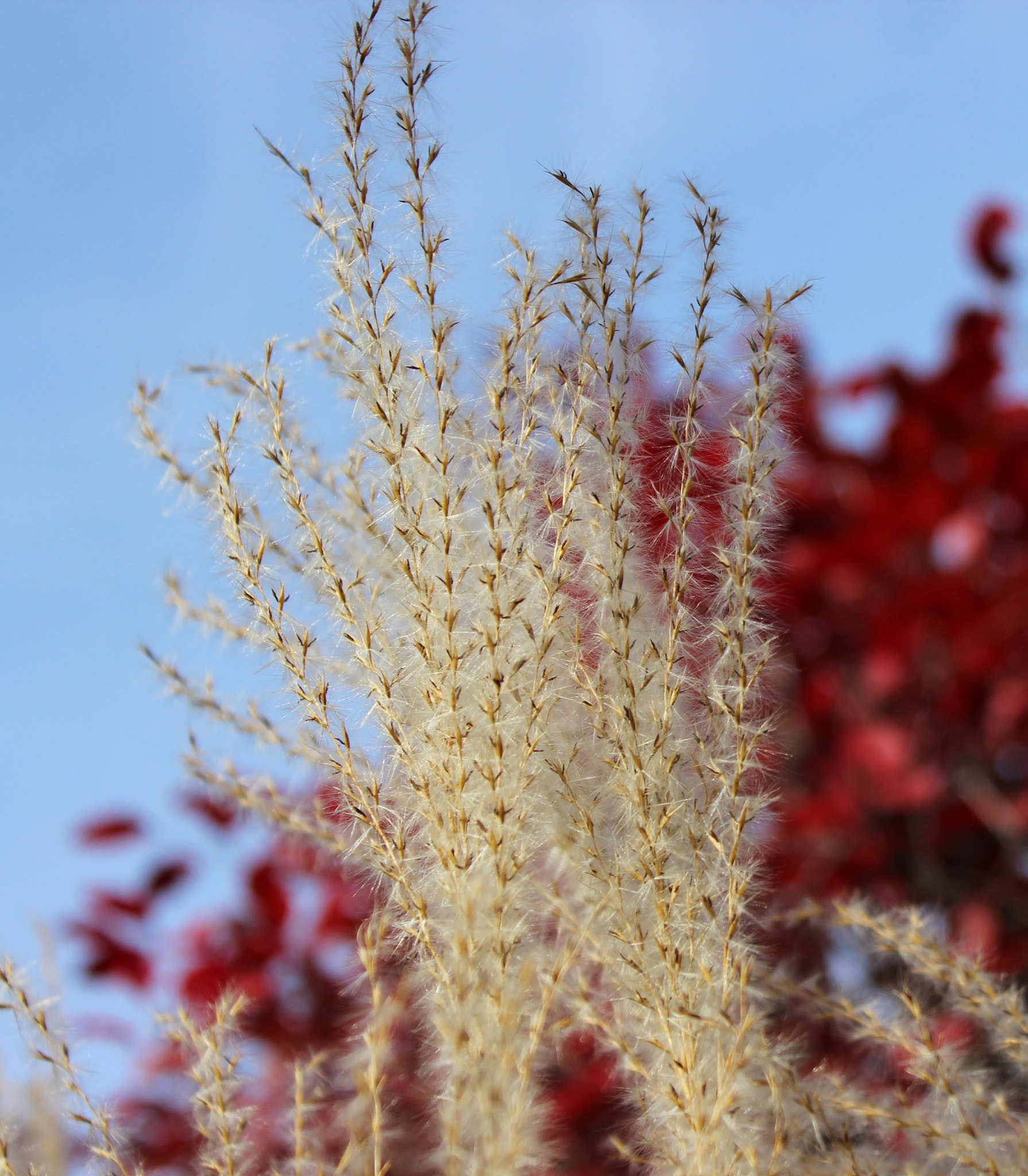 Canon EF-S 18-55mm F3.5-5.6 IS II sample photo. Fall grass photography