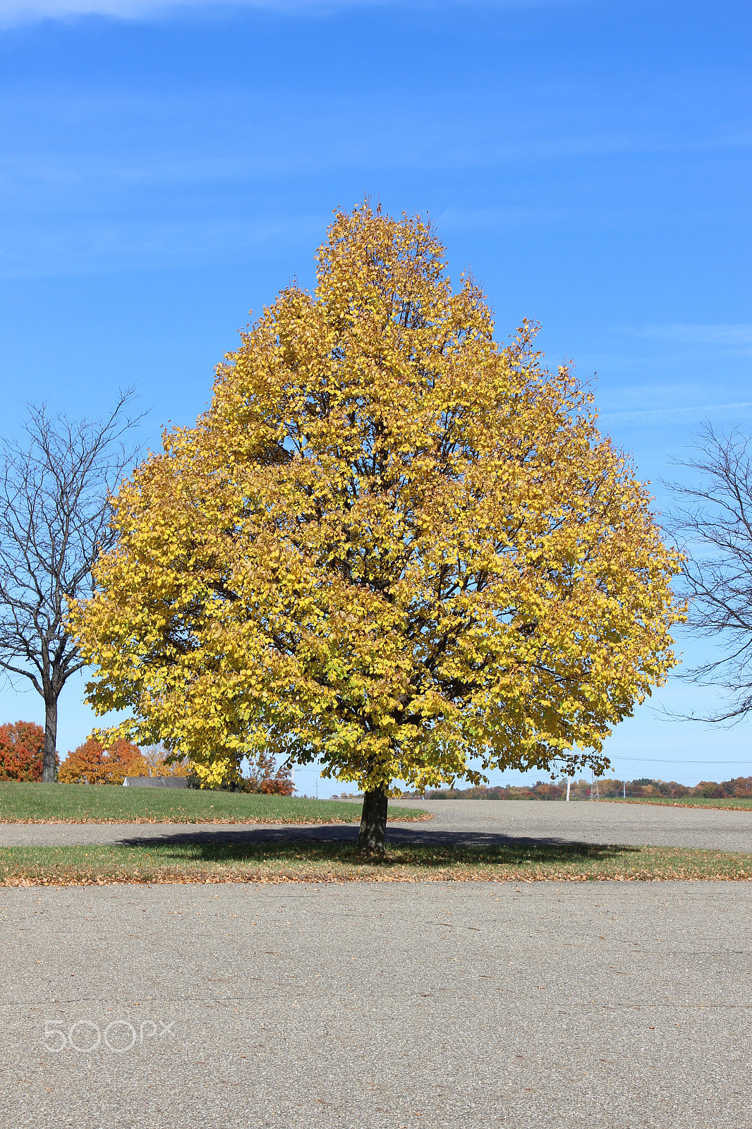 Canon EF-S 18-55mm F3.5-5.6 IS II sample photo. Wonderful fall yellow photography