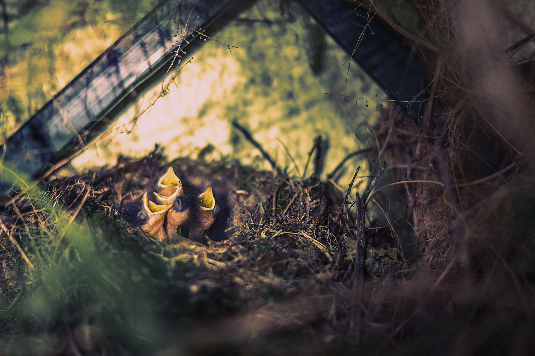 Sony SLT-A68 + Sony DT 50mm F1.8 SAM sample photo. Little birds are waiting for mom photography