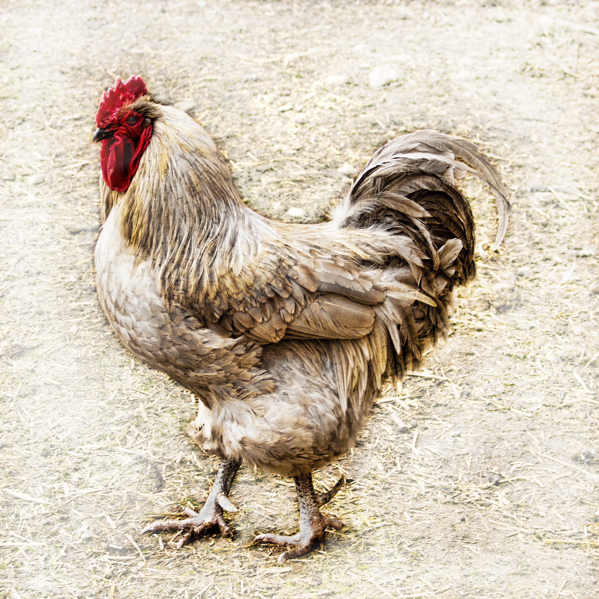 Canon EOS 550D (EOS Rebel T2i / EOS Kiss X4) sample photo. Heritage rooster photography