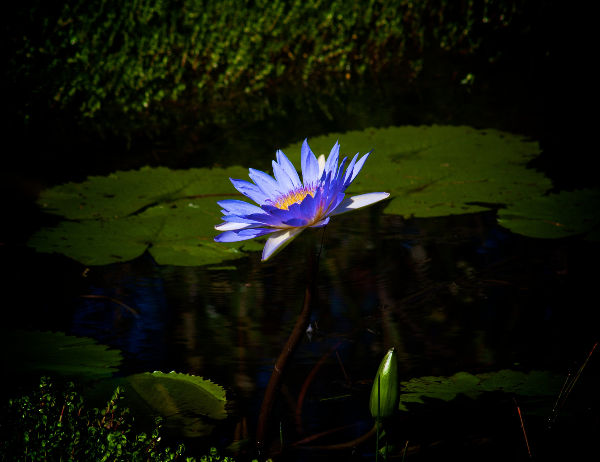 Canon EOS 40D + EF75-300mm f/4-5.6 sample photo. Water lily bloom photography