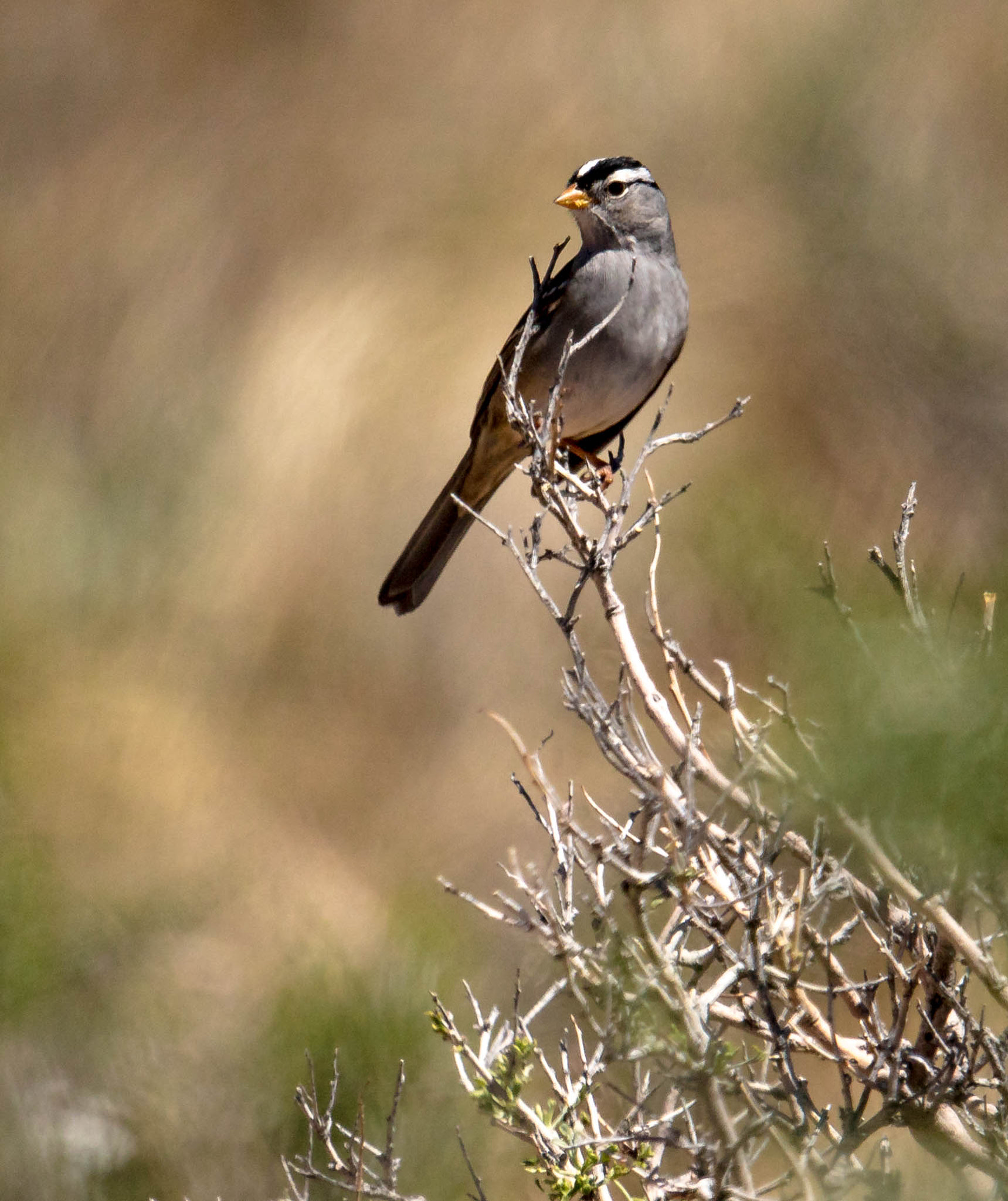 Canon EF 100-400mm F4.5-5.6L IS USM sample photo. White-crowned sparrow photography