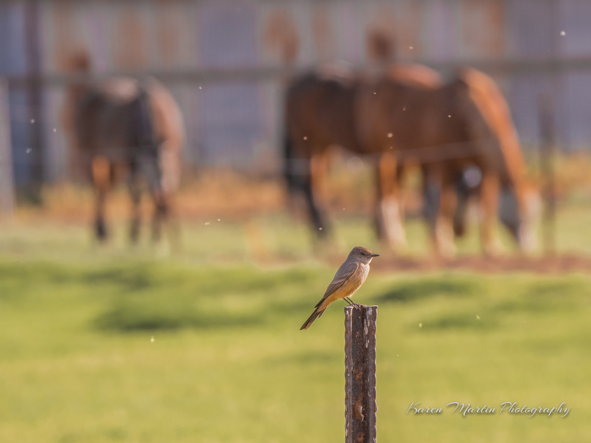 Olympus OM-D E-M5 II + LEICA DG 100-400/F4.0-6.3 sample photo. Say's phoebe and horses photography