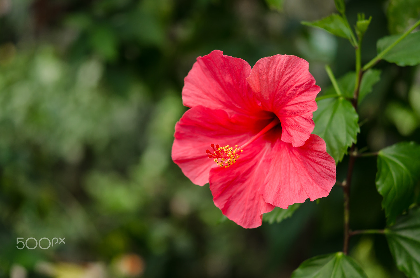 Nikon AF-S Micro-Nikkor 60mm F2.8G ED sample photo. Hibisco photography
