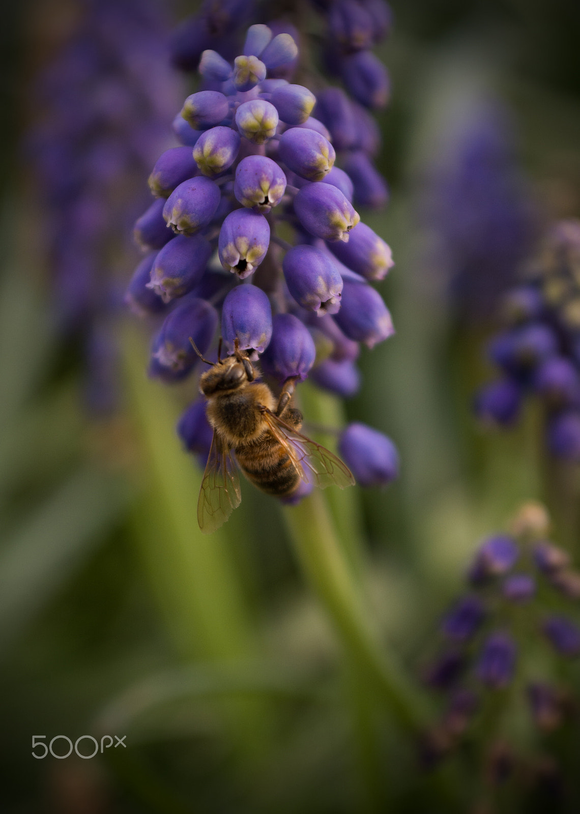 Nikon D5200 + AF Zoom-Nikkor 28-85mm f/3.5-4.5 sample photo. Hungry bee photography