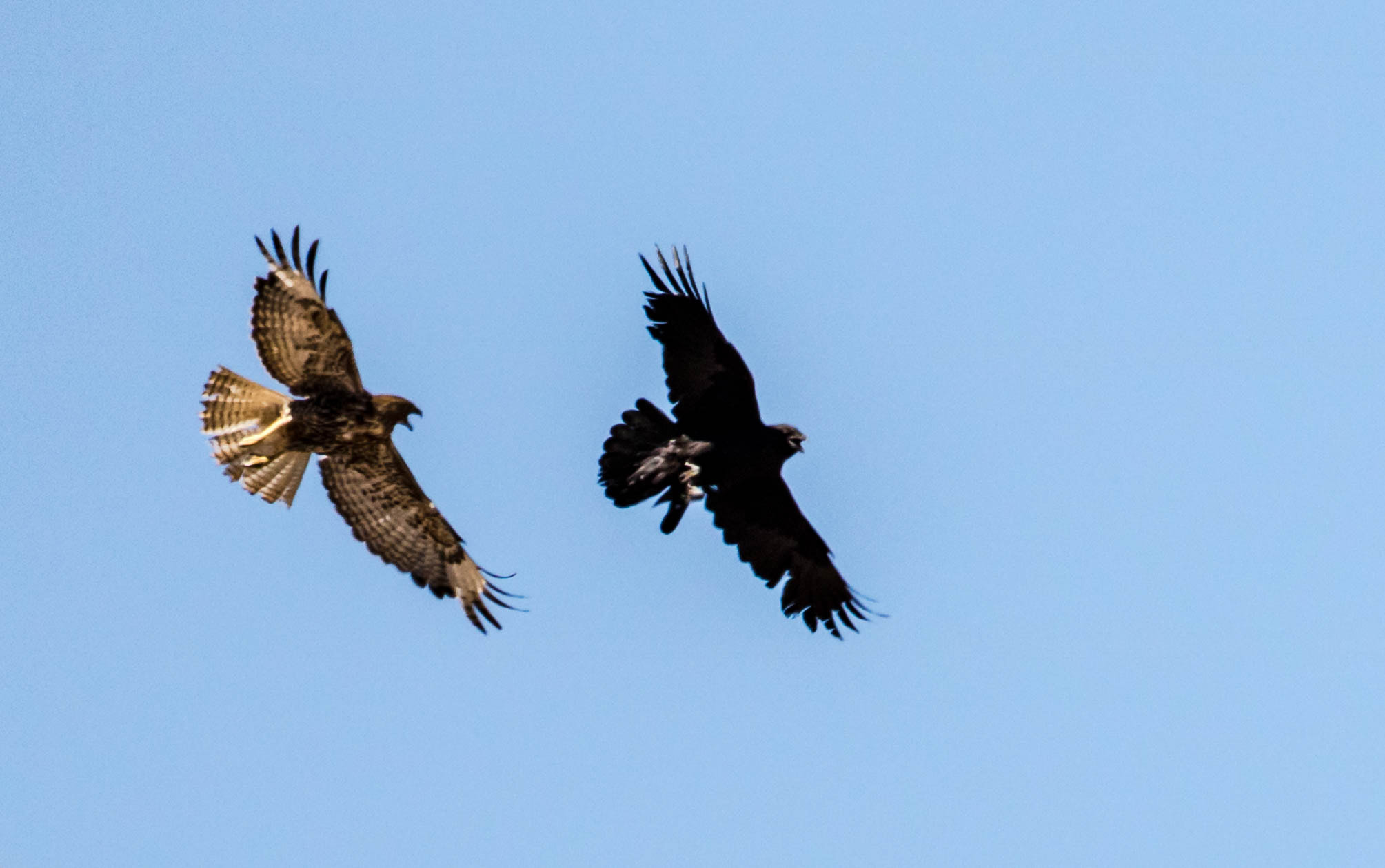 Canon EF 100-400mm F4.5-5.6L IS USM sample photo. Hawk vs raven photography