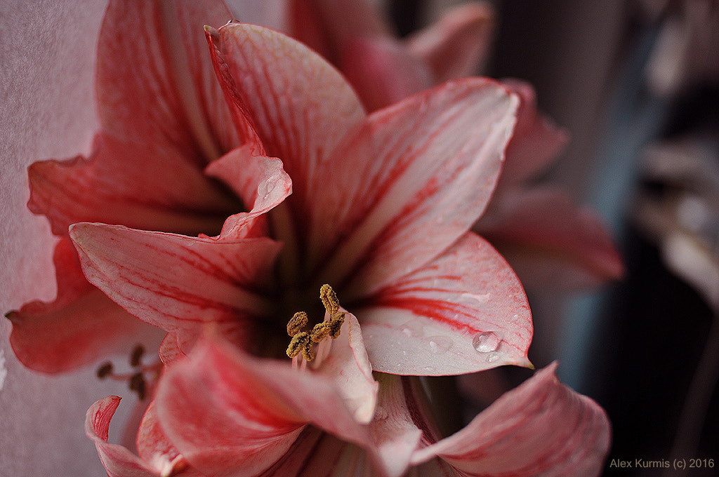 Nikon AF Nikkor 28mm F2.8D sample photo. Flow photography