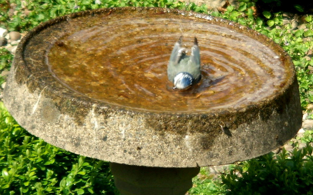 Nikon COOLPIX S9 sample photo. Bank holiday bath time  photography