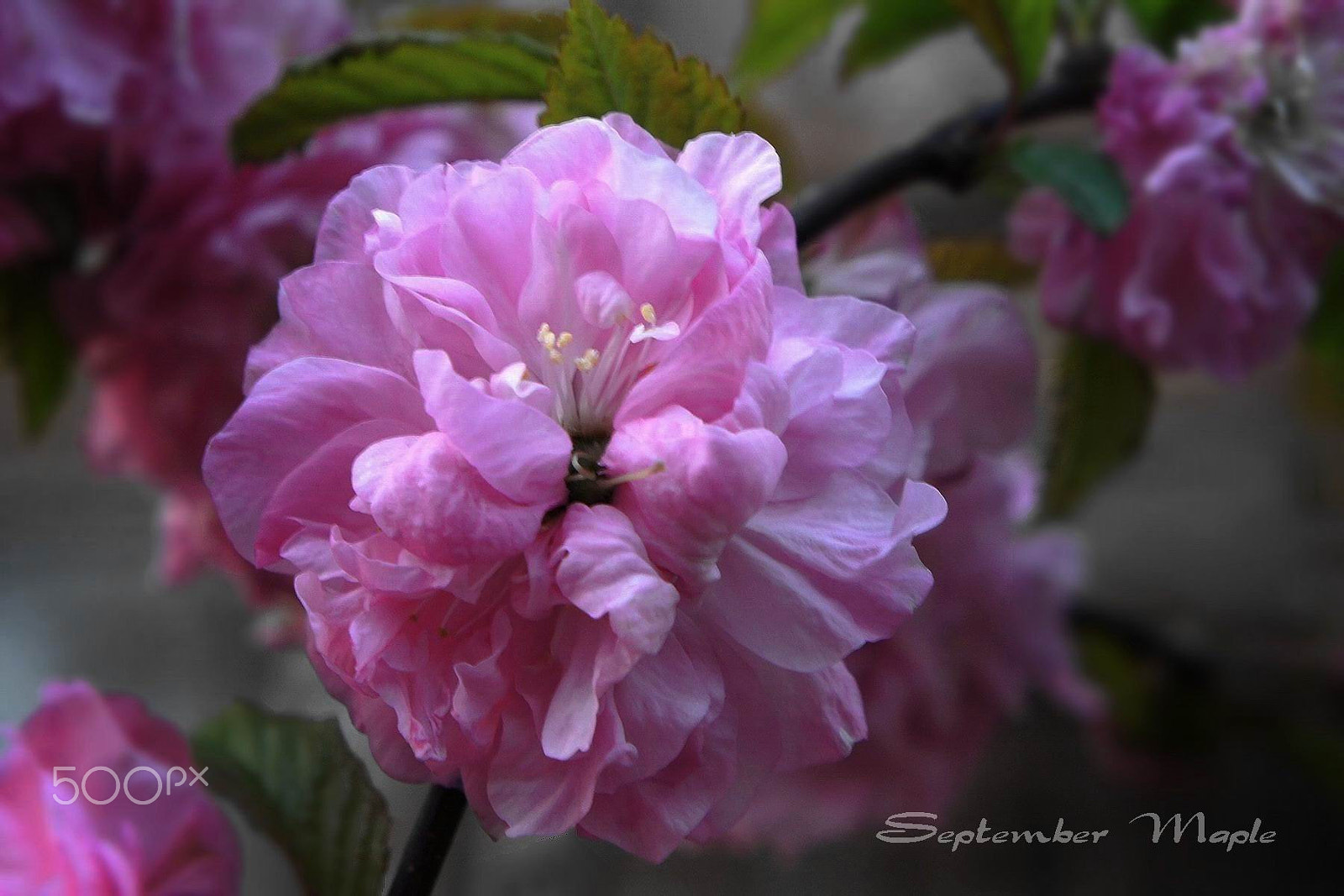 Sony NEX-5C sample photo. 盛开的榆叶梅 a photography