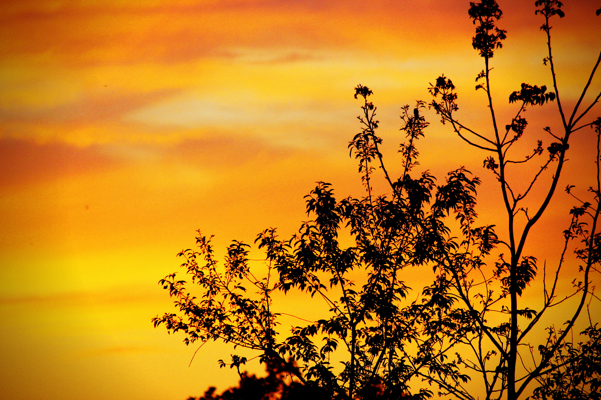 Canon EF-S 55-250mm F4-5.6 IS II sample photo. A fire in the sky photography