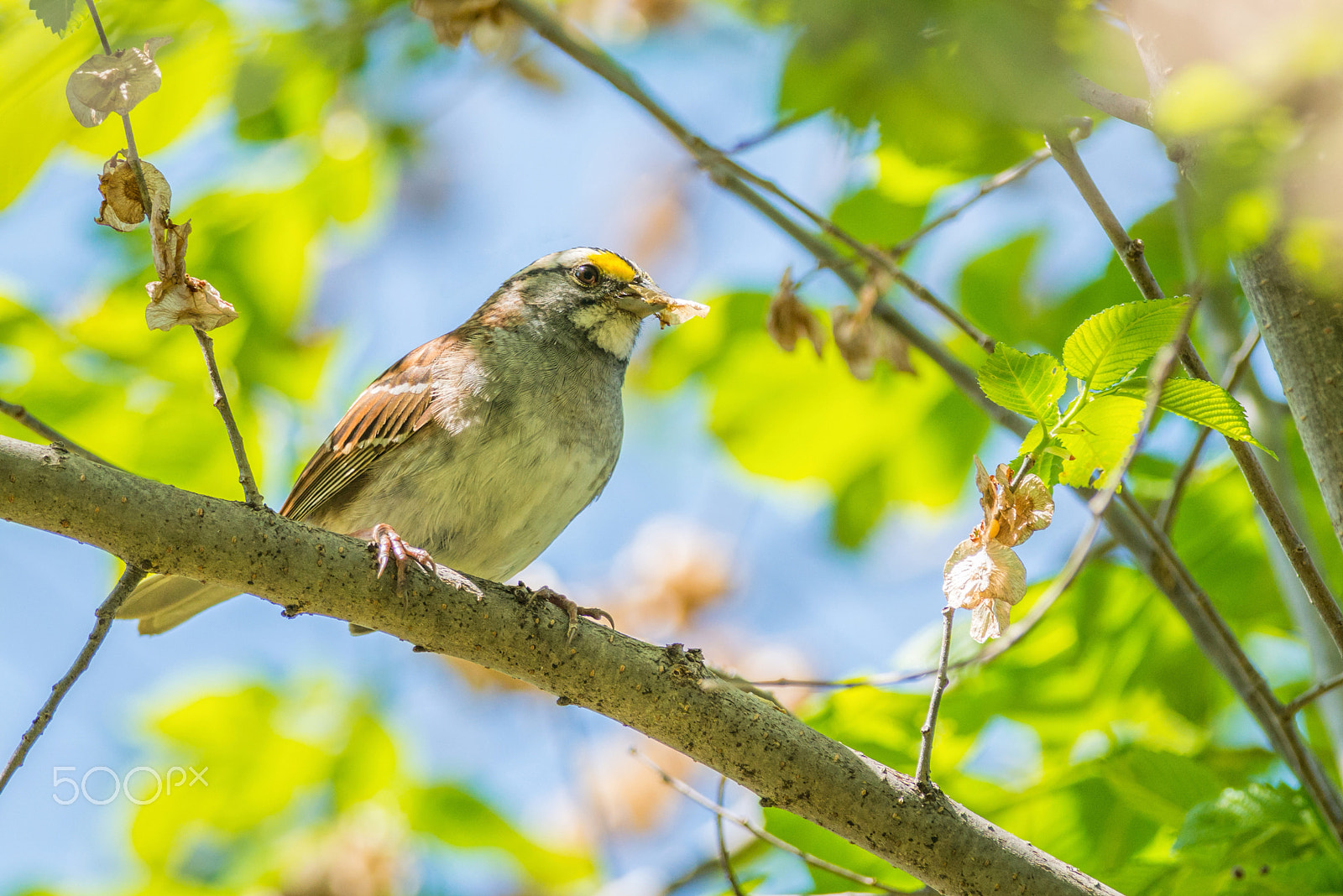 Nikon D800E + Nikon AF-S Nikkor 300mm F4D ED-IF sample photo. Sunshine sparrow photography