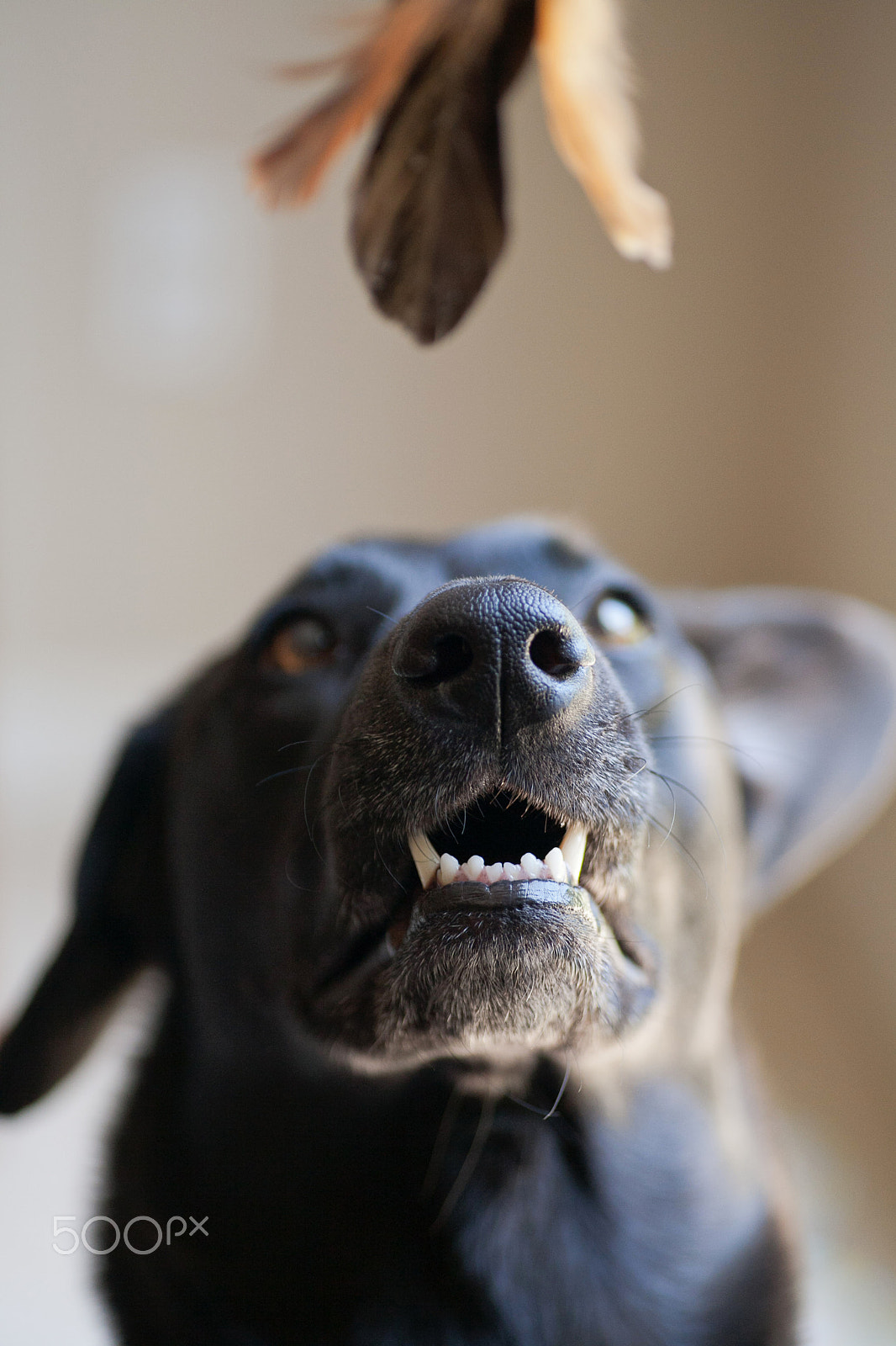 Canon EOS 5D Mark II + Tamron SP AF 90mm F2.8 Di Macro sample photo. Black-lab-teeth-play.jpg photography