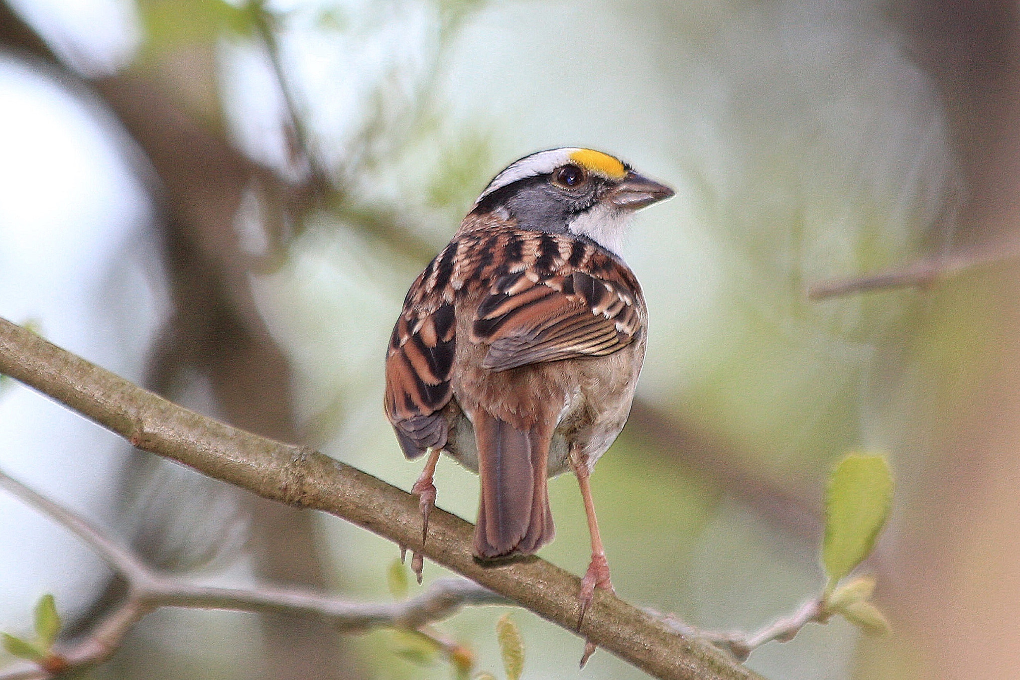 Canon EOS 550D (EOS Rebel T2i / EOS Kiss X4) + Canon EF 70-300mm F4-5.6 IS USM sample photo. White throated sparrow photography