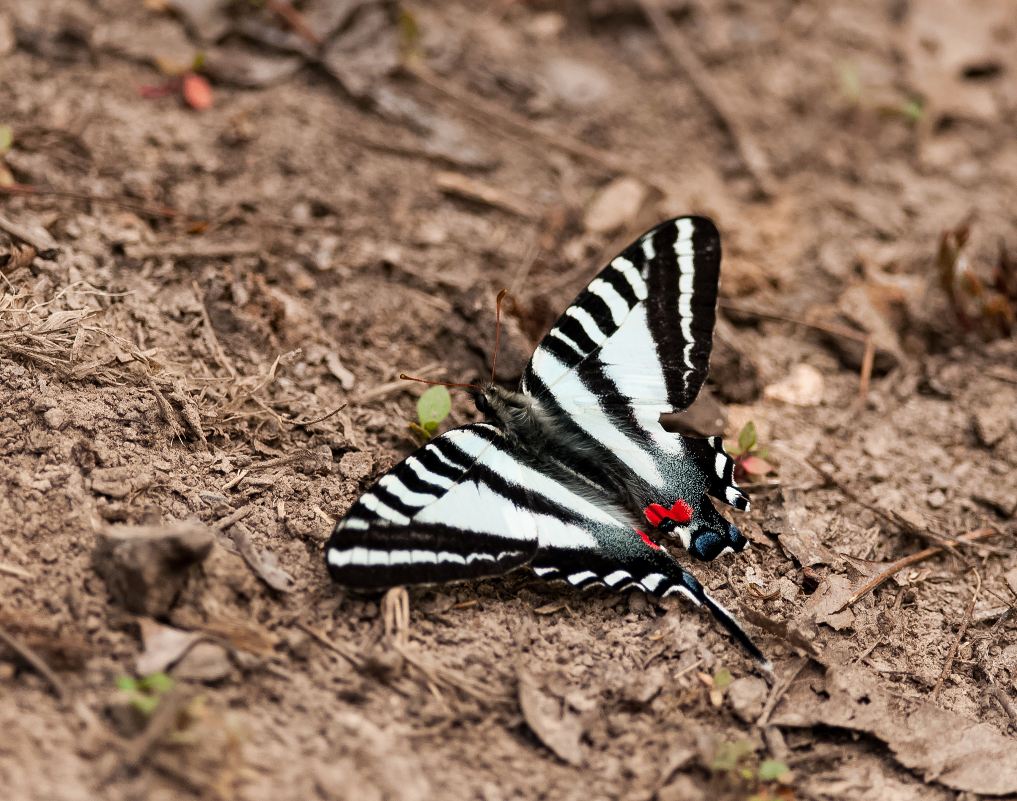 Nikon D300S + Nikon AF-S Nikkor 300mm F4D ED-IF sample photo. Zebra swallowtail photography