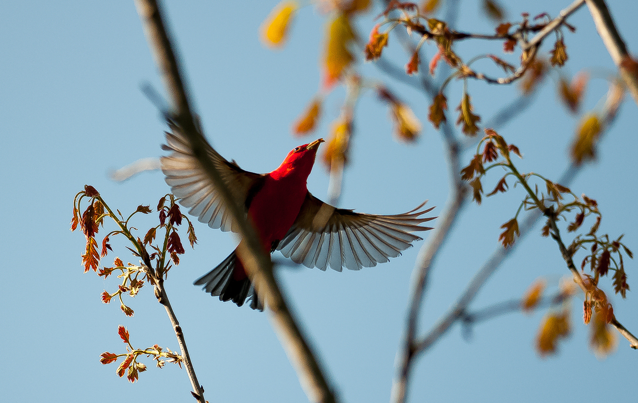 Nikon AF-S Nikkor 300mm F4D ED-IF sample photo. Scarlet tanager photography
