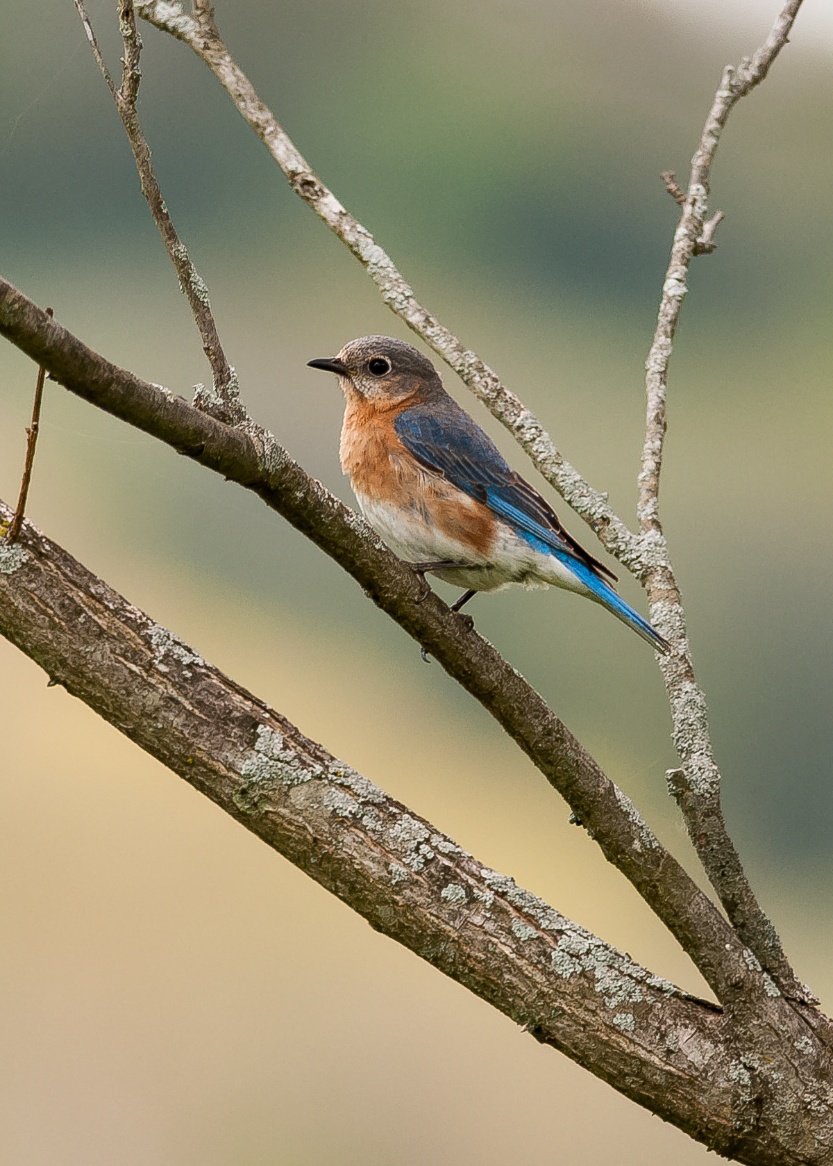 Nikon D300S + Nikon AF-S Nikkor 300mm F4D ED-IF sample photo. Eastern bluebird photography