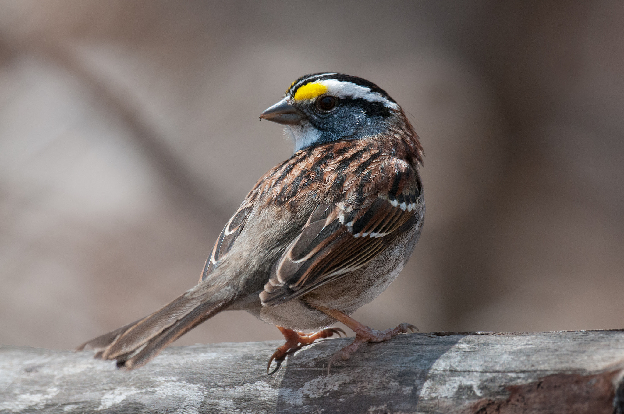 Sigma 24-60mm F2.8 EX DG sample photo. Bruant a gorge blanche - zonotrichia albicollis - white-throat photography