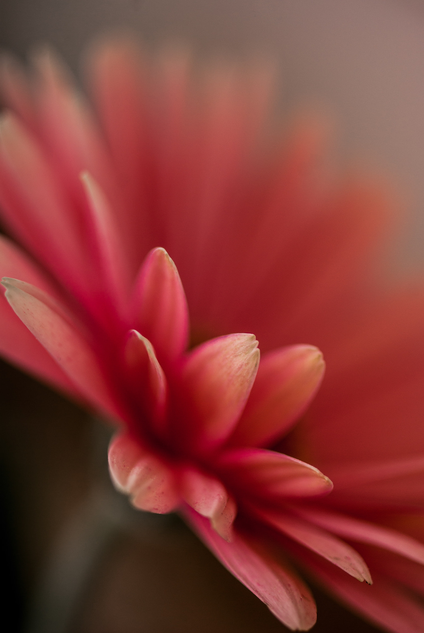 Pentax K10D + Pentax smc D-FA 50mm F2.8 Macro sample photo. Pink photography