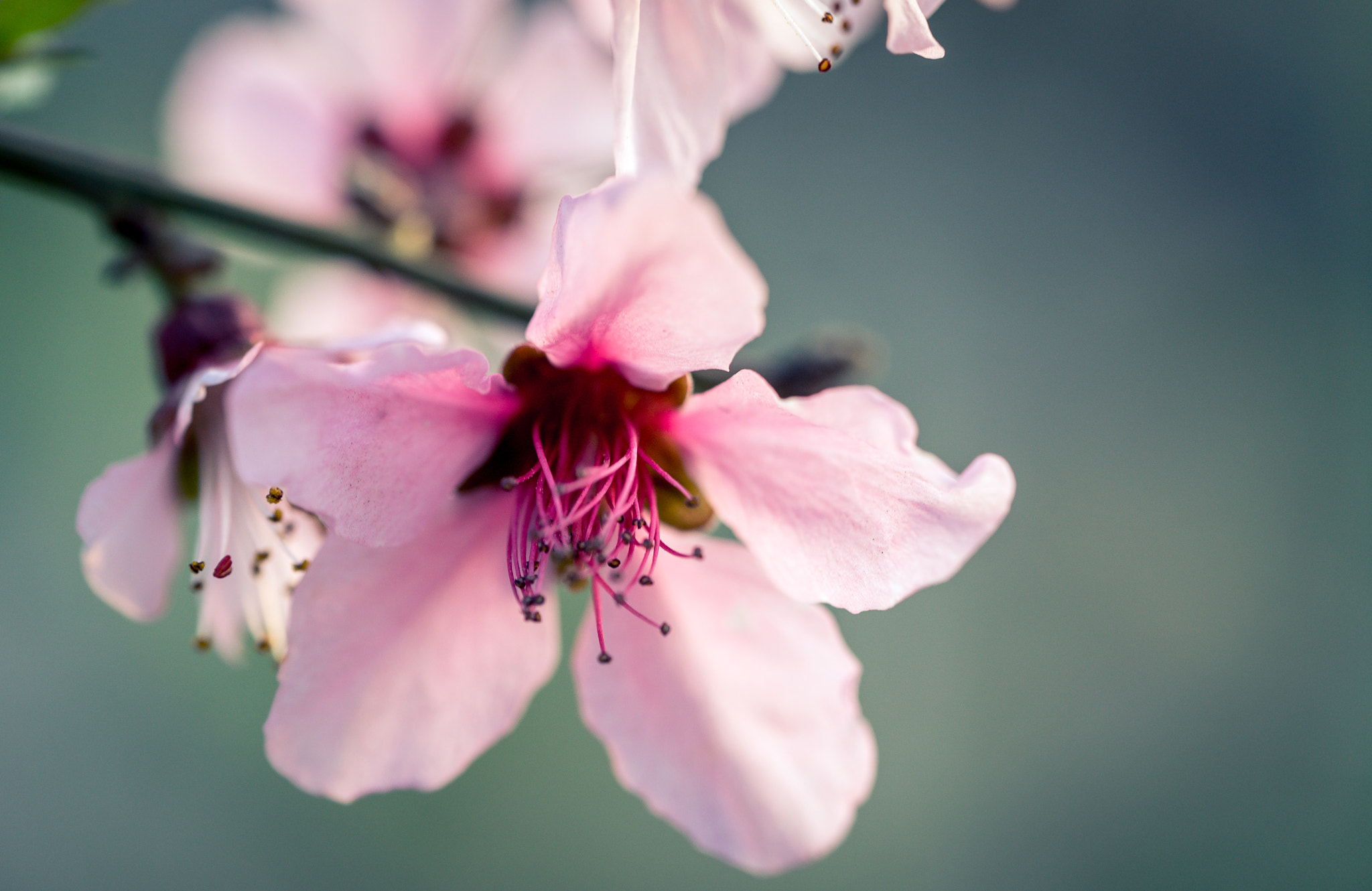 Sony a7S + Sony FE 90mm F2.8 Macro G OSS sample photo
