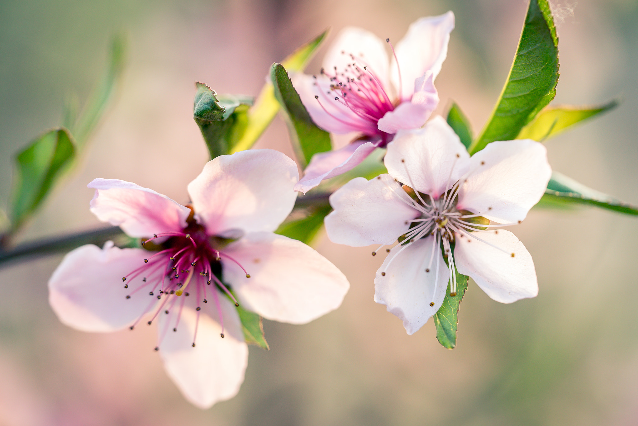 Sony a7S + Sony FE 90mm F2.8 Macro G OSS sample photo