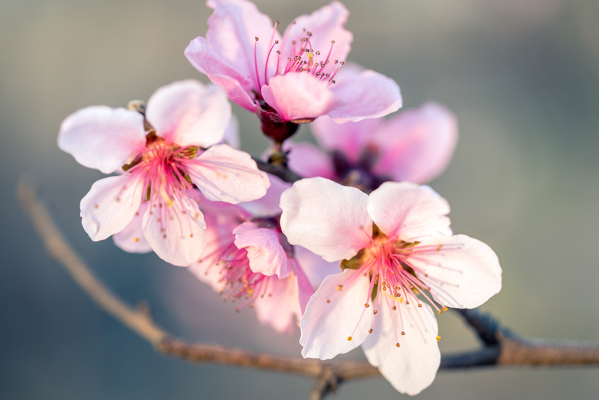 Sony a7S + Sony FE 90mm F2.8 Macro G OSS sample photo
