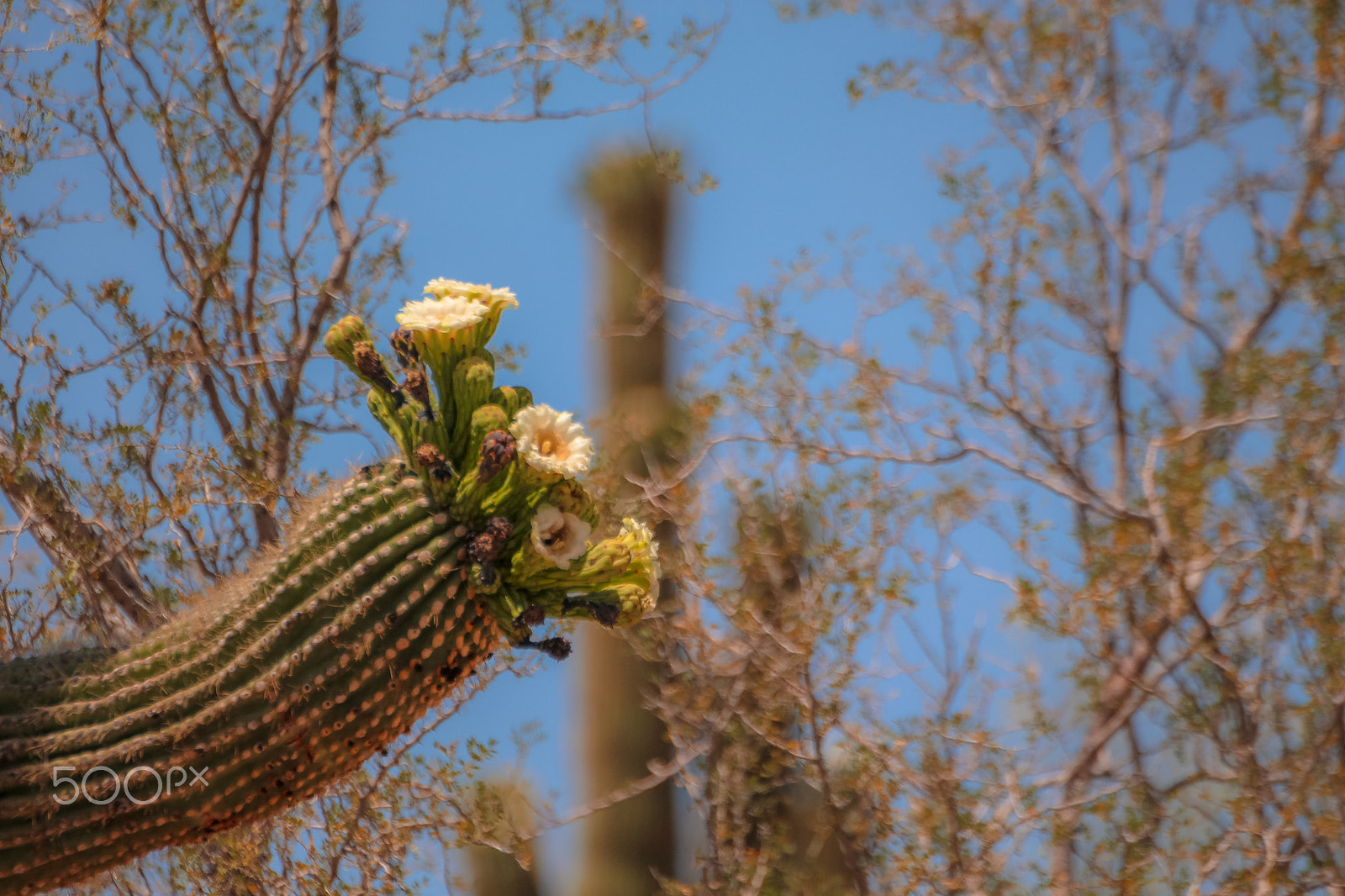 Tamron SP 35mm F1.8 Di VC USD sample photo. Saguaro trio of flowers photography