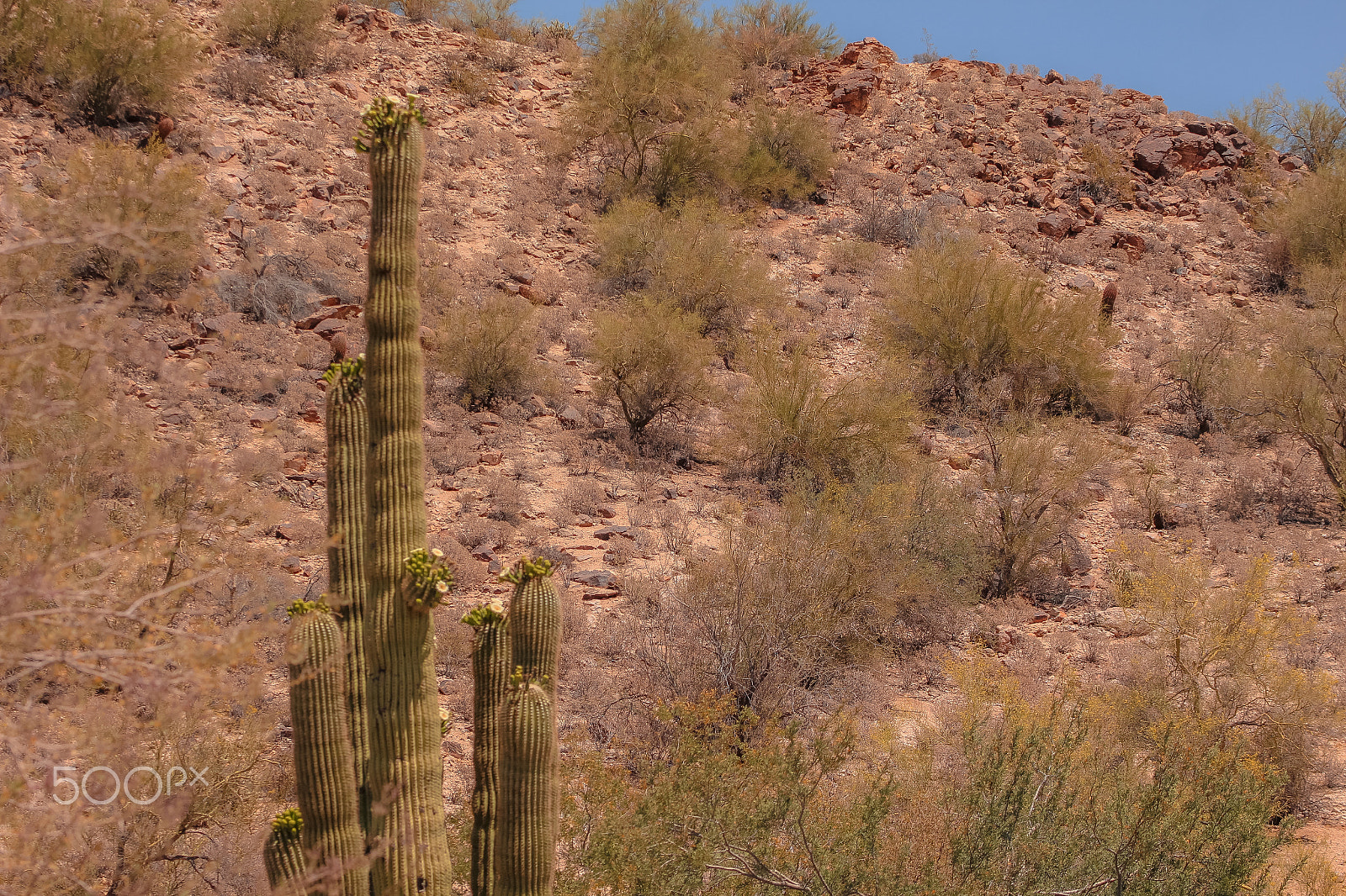 Canon EOS 700D (EOS Rebel T5i / EOS Kiss X7i) + Tamron SP 35mm F1.8 Di VC USD sample photo. Mountain saguaro photography