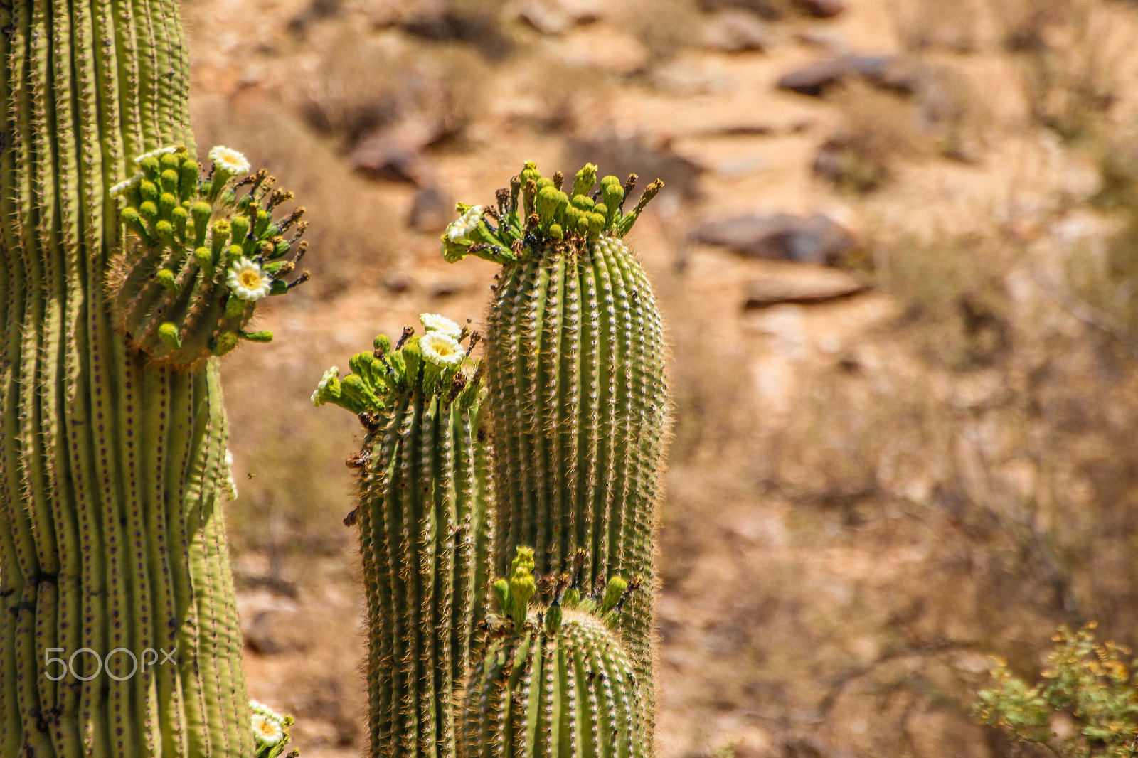 Tamron SP 35mm F1.8 Di VC USD sample photo. Multiple saguaro photography