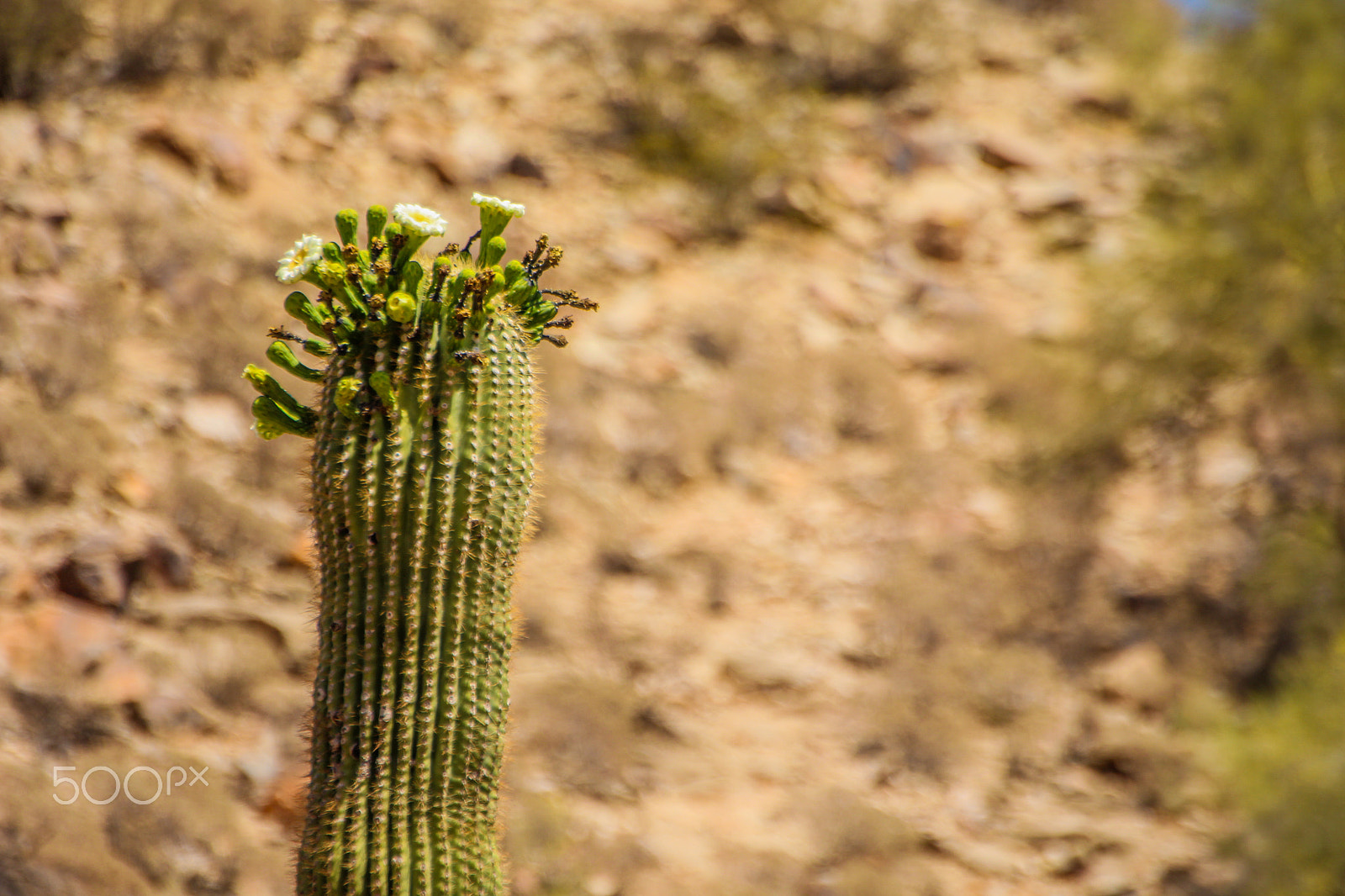 Tamron SP 35mm F1.8 Di VC USD sample photo. Lone saguaro photography