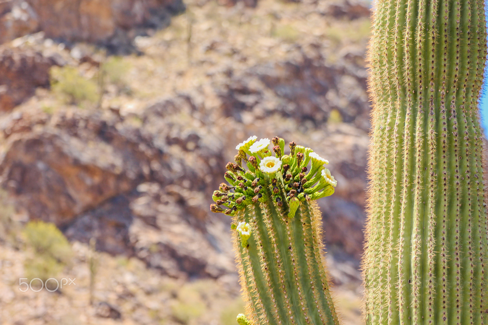 Tamron SP 35mm F1.8 Di VC USD sample photo. Saguaro flowers photography