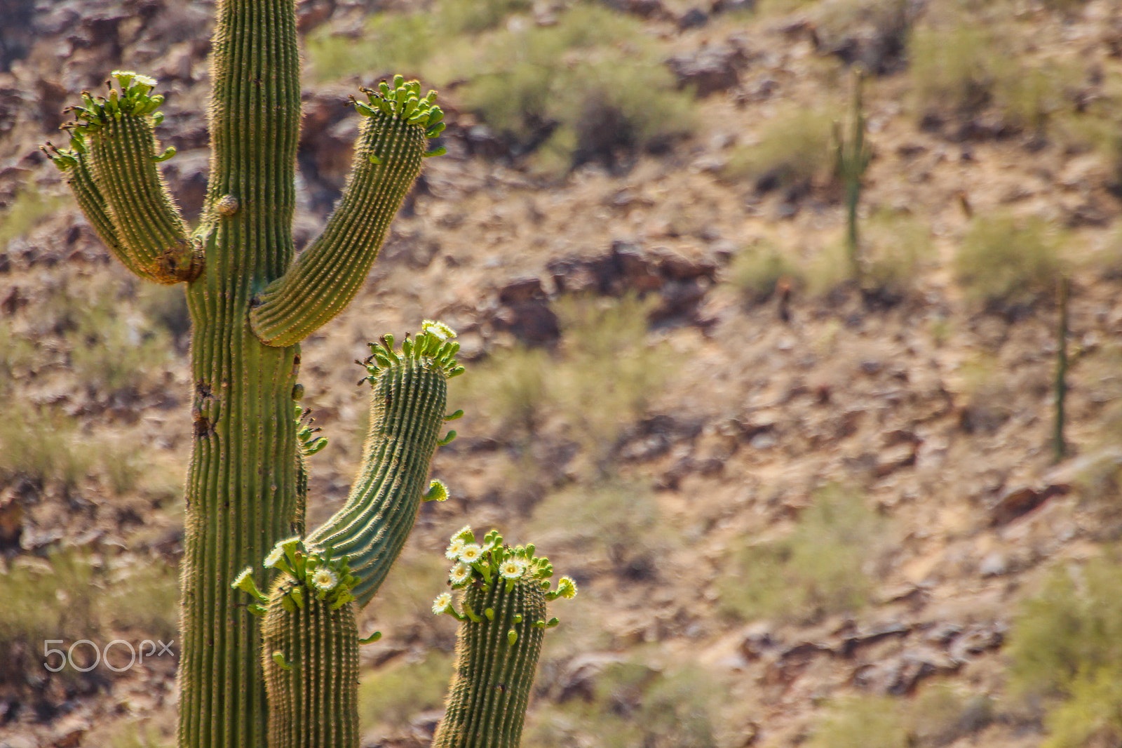 Tamron SP 35mm F1.8 Di VC USD sample photo. Multi-armed saguaro photography