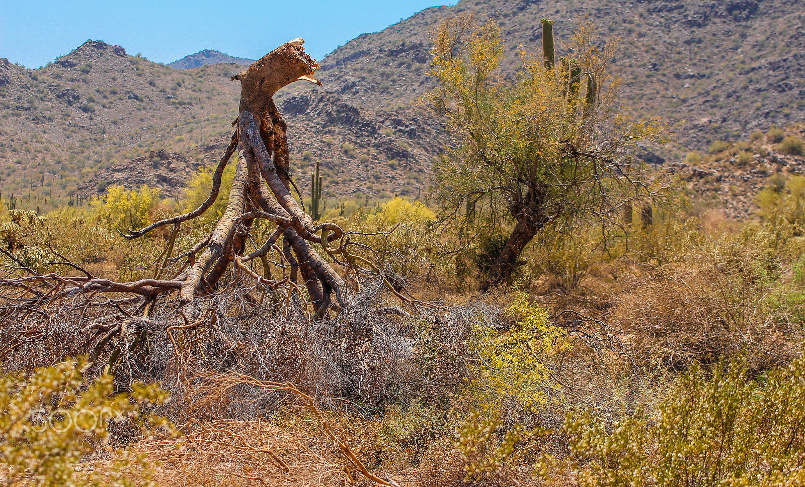 Canon EOS 700D (EOS Rebel T5i / EOS Kiss X7i) + Tamron SP 35mm F1.8 Di VC USD sample photo. Dead tree in desert photography