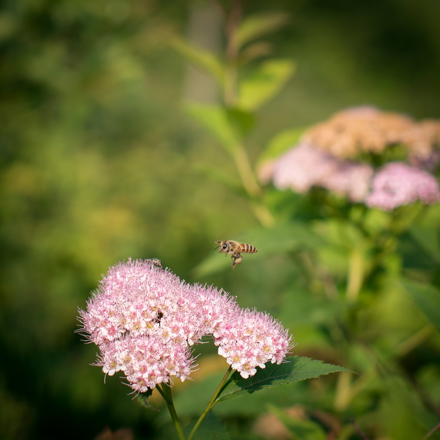 Nikon Df + Nikon AF-S Nikkor 50mm F1.4G sample photo. Bee on the flower photography