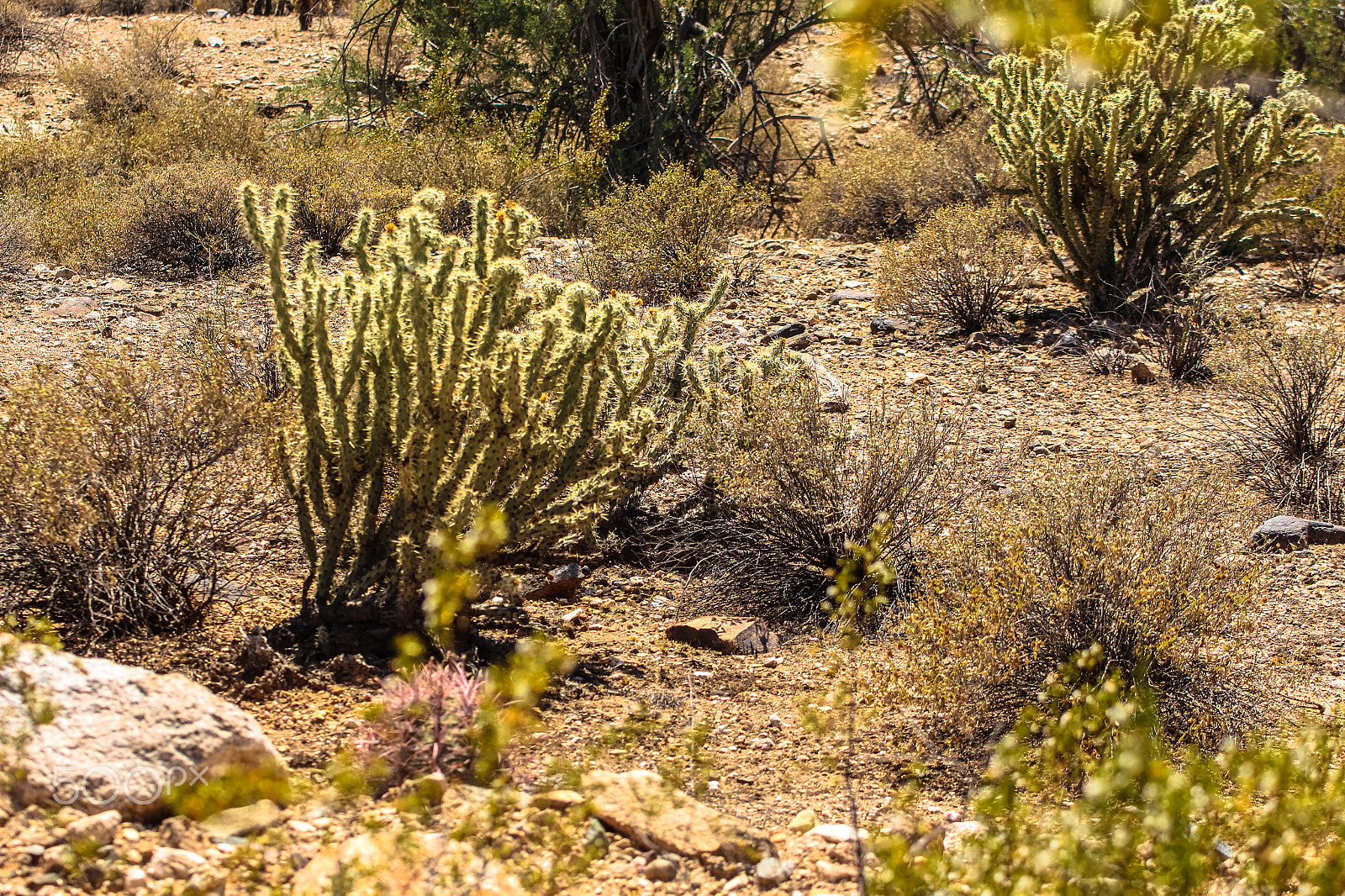 Tamron SP 35mm F1.8 Di VC USD sample photo. White tank cholla photography