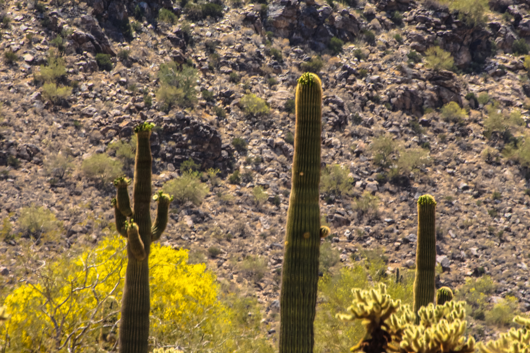Tamron SP 35mm F1.8 Di VC USD sample photo. White tank saguaro 1 photography