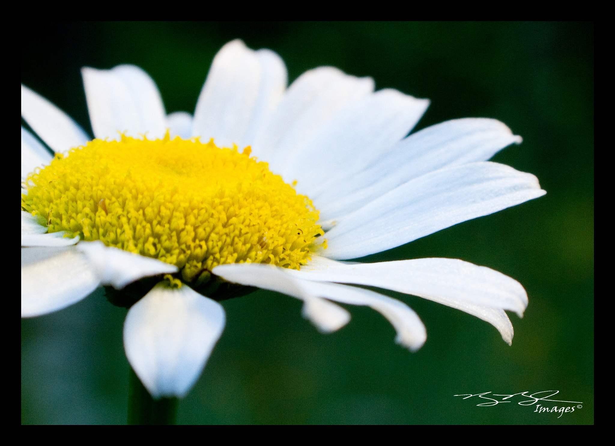 Canon EF-S 18-55mm F3.5-5.6 sample photo. Open... photography