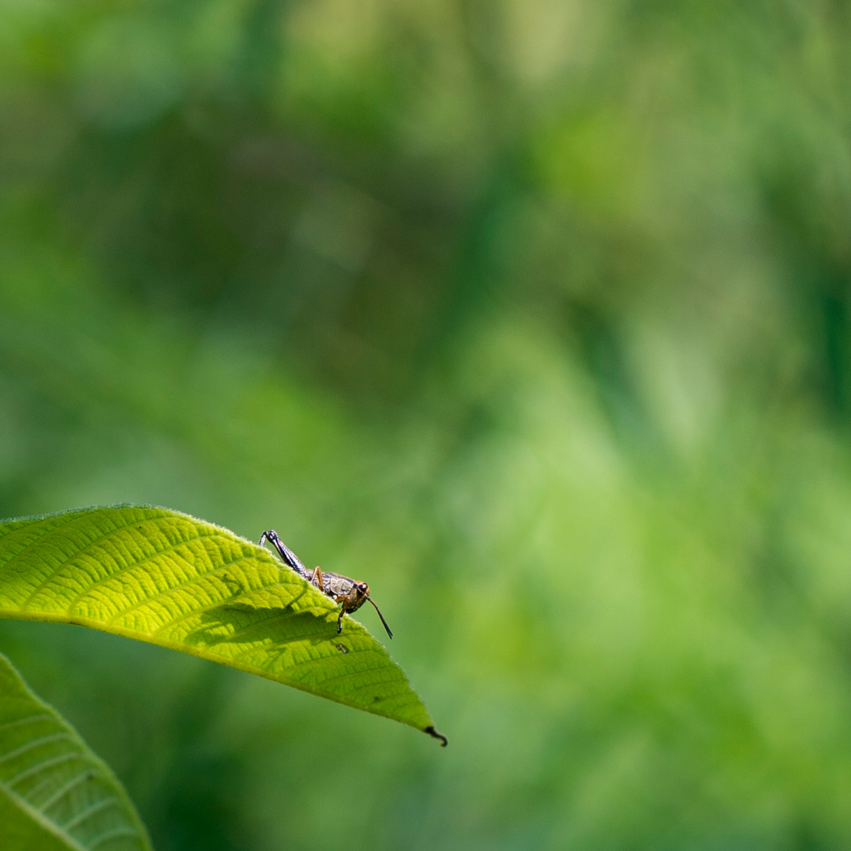 Nikon Df + Nikon AF-S Nikkor 50mm F1.4G sample photo. Locust shadow photography