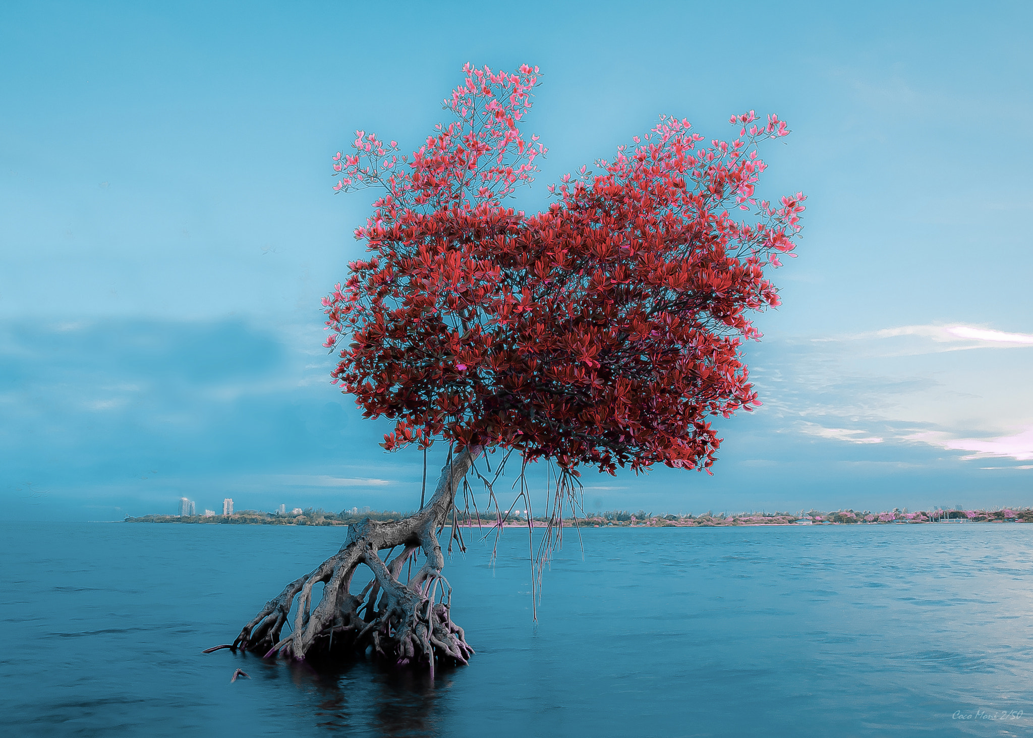 Nikon D600 sample photo. Red lonely mangrove photography