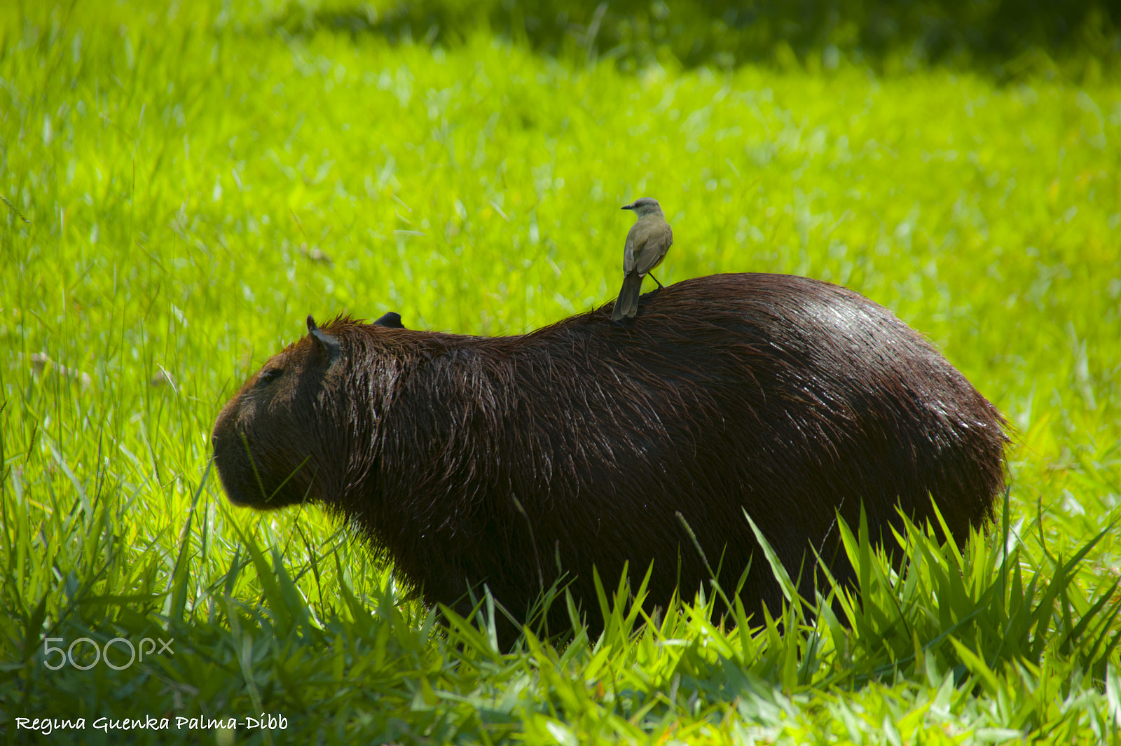 Sigma 28-300mm F3.5-6.3 DG Macro sample photo. Capivara photography