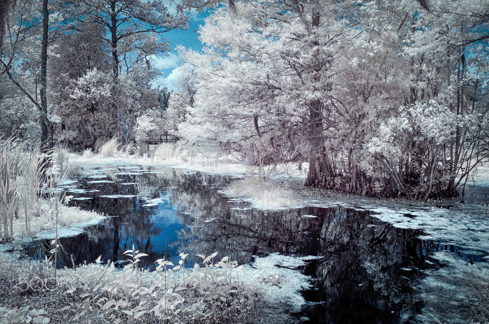 Nikon D300S sample photo. Low country swamp photography