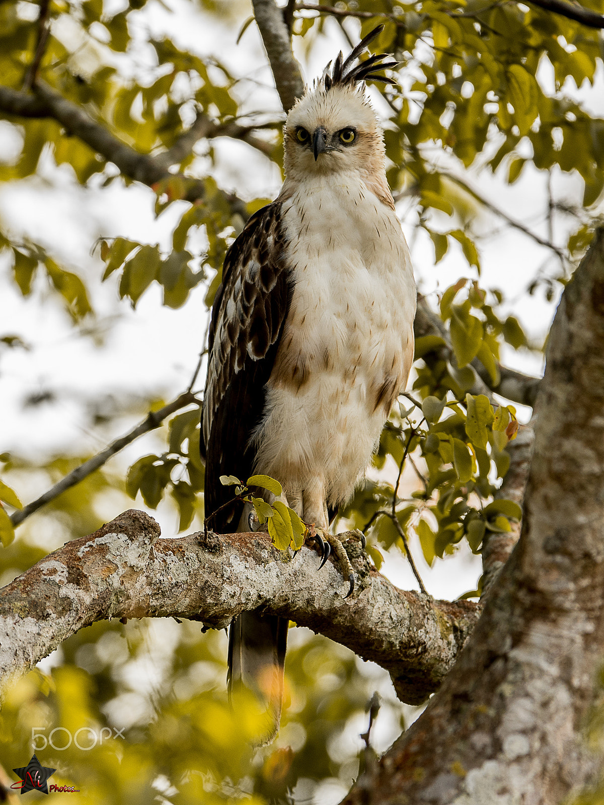 Nikon D5 sample photo. Changeable hawk eagle juvenile_psn3138.jpg photography