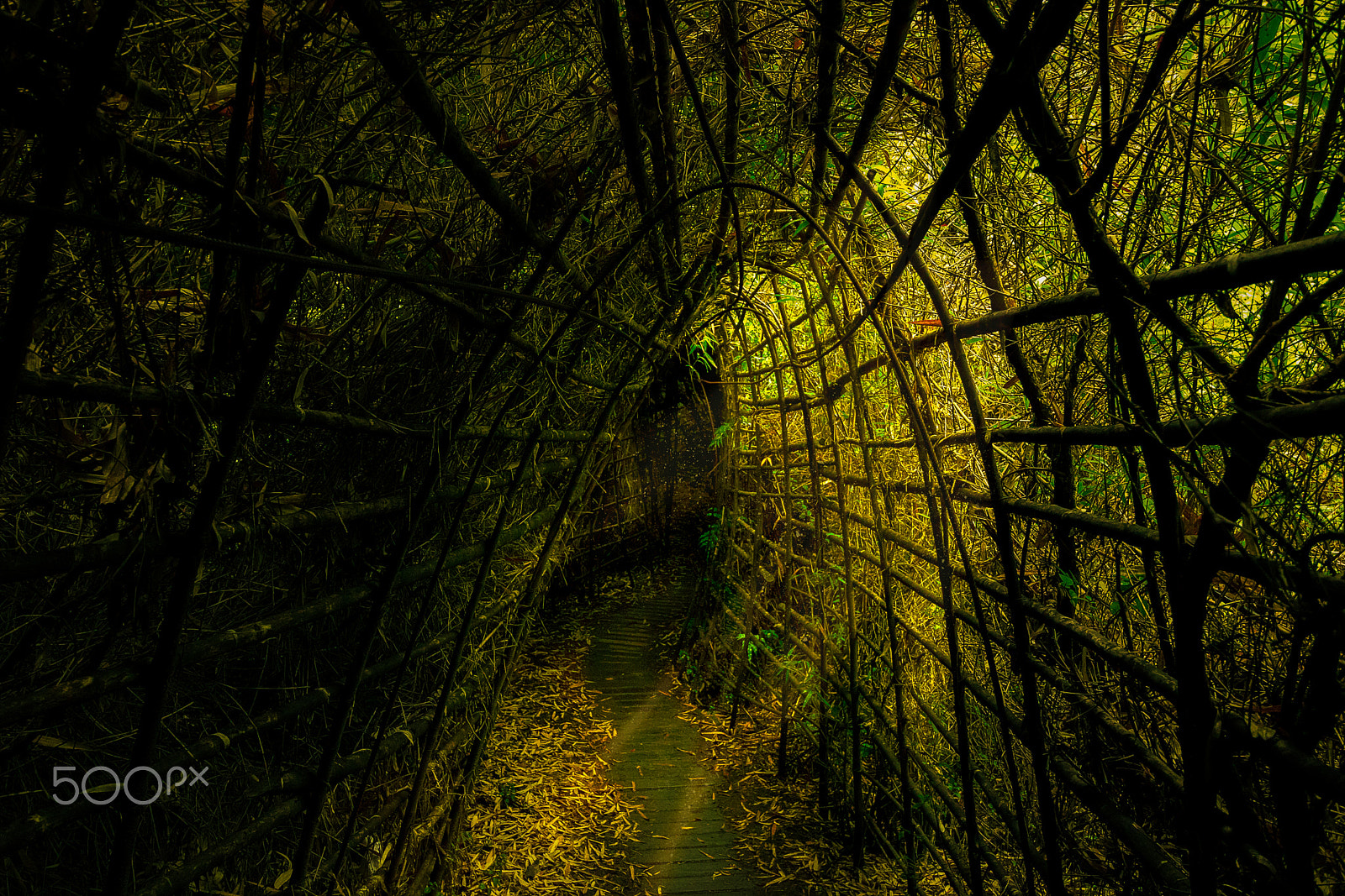 Canon EOS 760D (EOS Rebel T6s / EOS 8000D) sample photo. Bamboo tunnel photography