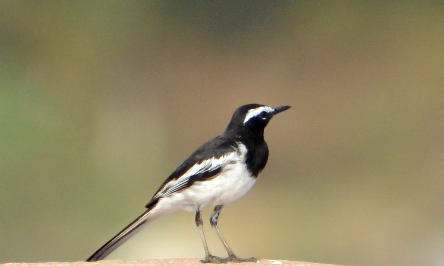 AF Zoom-Nikkor 35-70mm f/2.8D N sample photo. White-browed wagtail photography