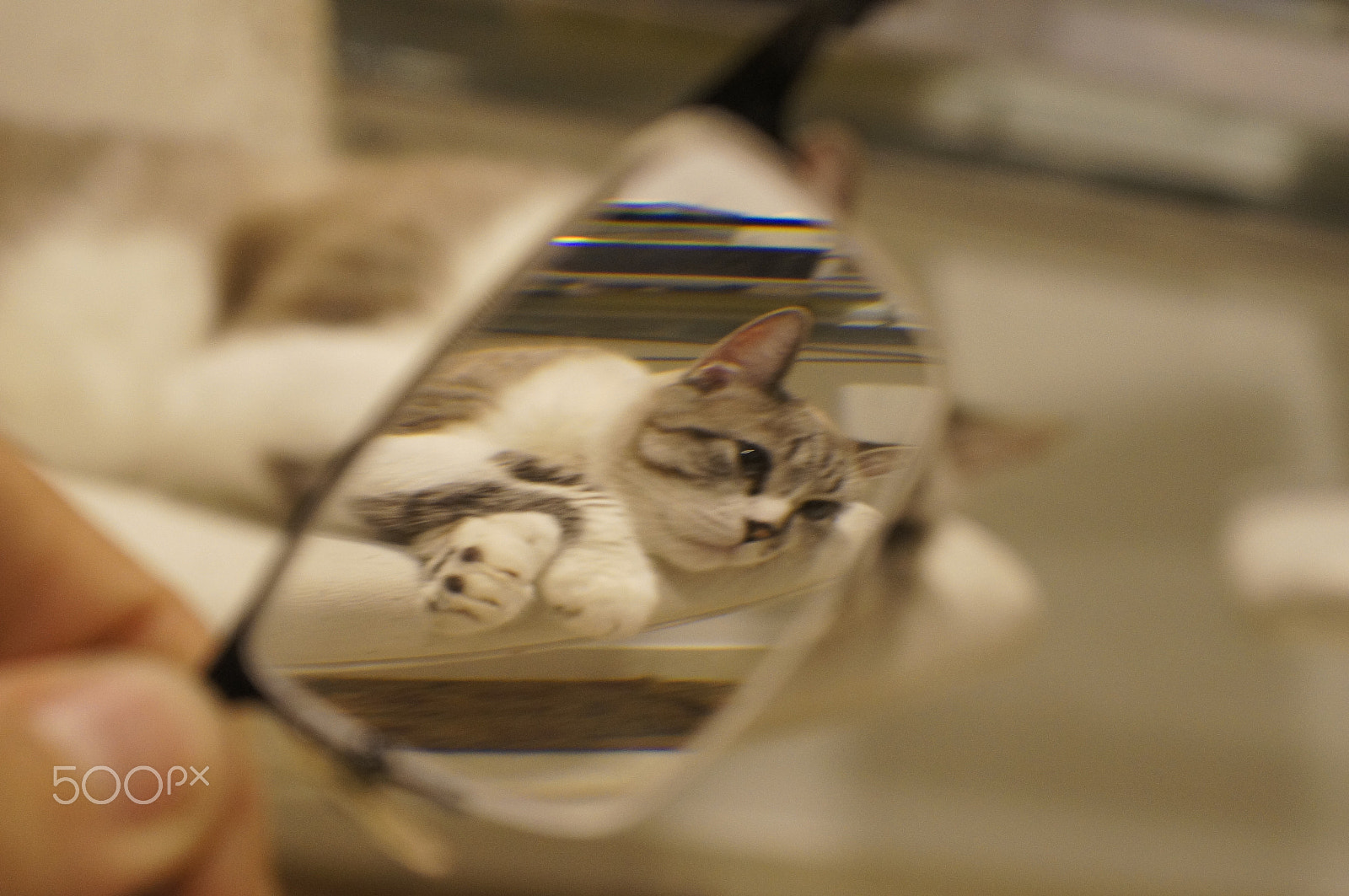 Sony Alpha DSLR-A580 sample photo. Looking at you through the glass photography
