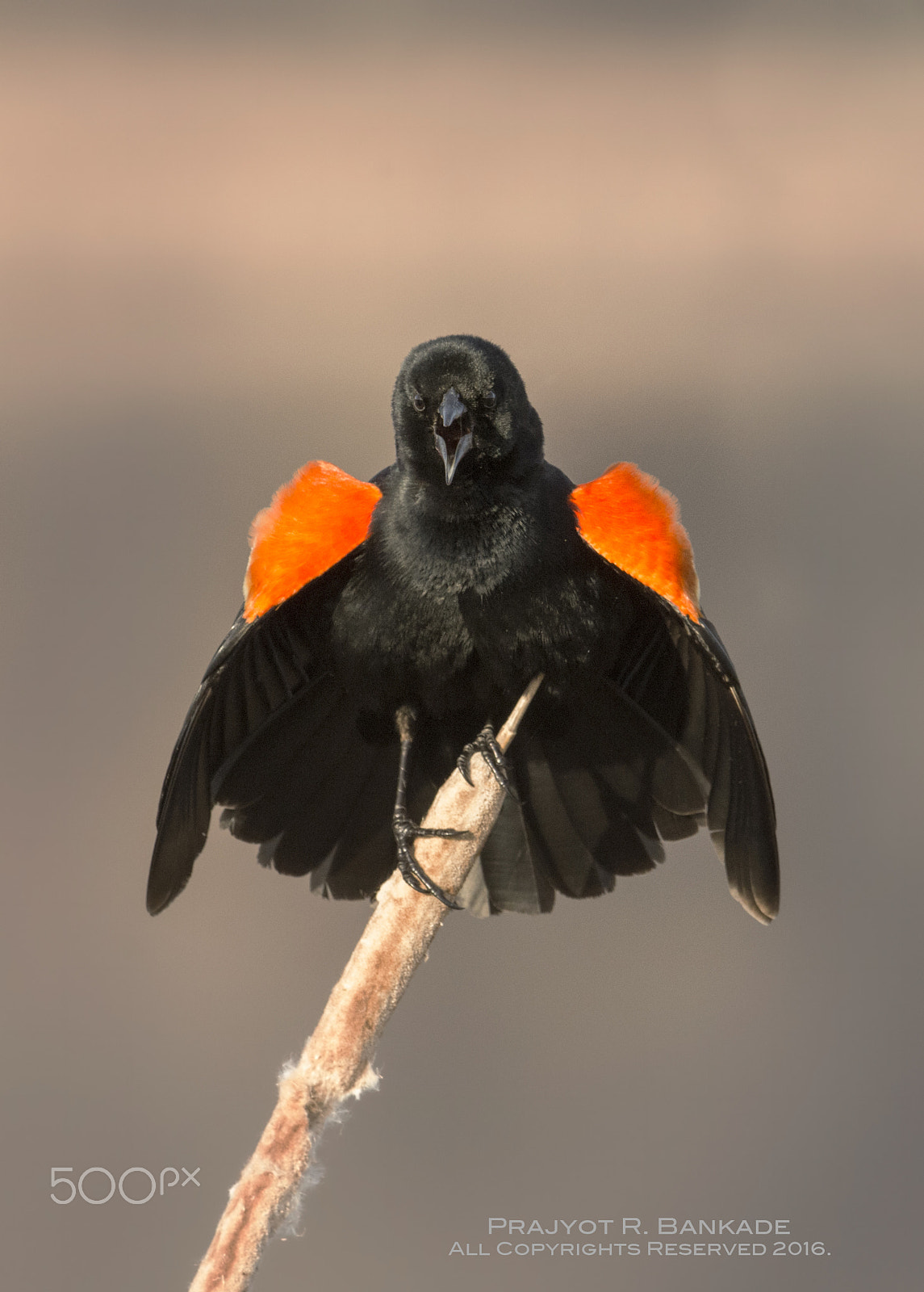 Nikon D7200 + Nikon AF-S Nikkor 500mm F4G ED VR sample photo. Red-winged blackbird photography