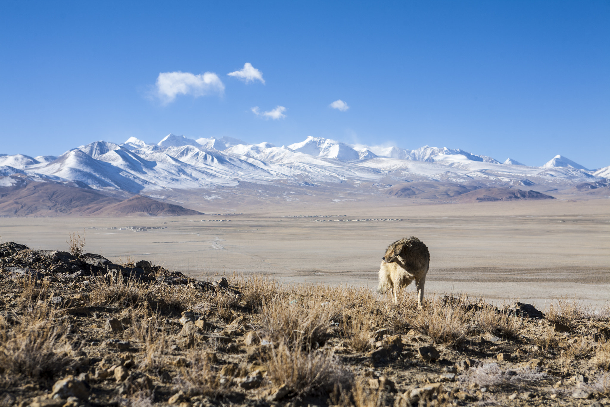 Canon EOS 5D + EF28-70mm f/2.8L USM sample photo. Lone wolf in the himalayas photography