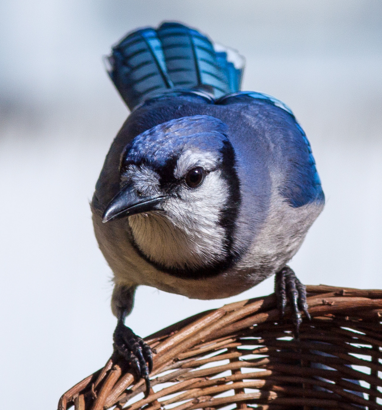 Canon EOS 50D + Canon EF 300mm F4L IS USM sample photo. Stare down photography
