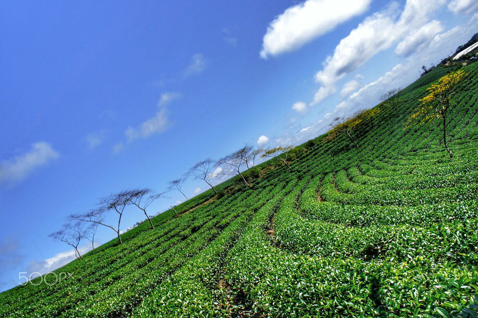 Canon EF-S 18-55mm F3.5-5.6 sample photo. [vuong van]_dalat_Đồi chè cầu đất photography